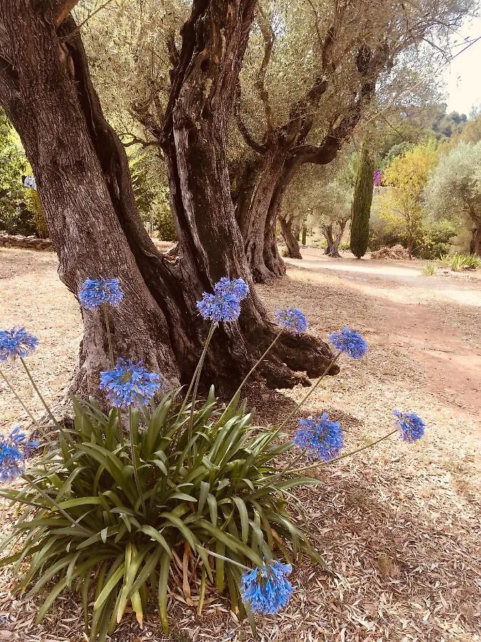 Bed and Breakfast Bastide Sainte Trinide Sanary-sur-Mer